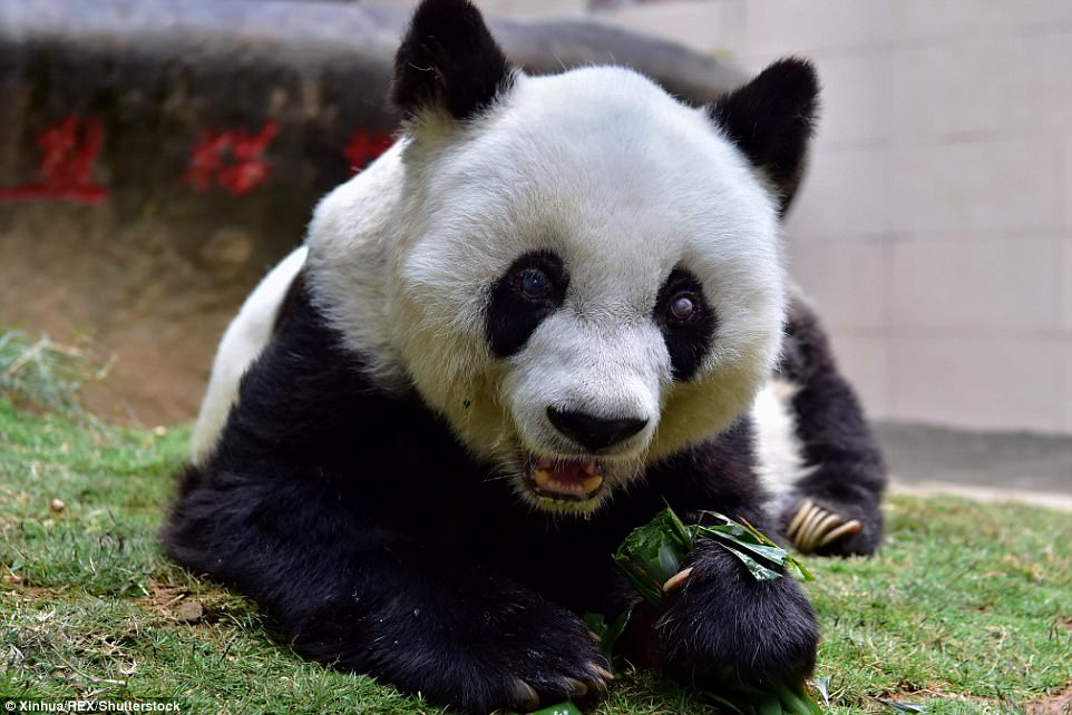 In a eulogy released today, Mr Chen, who had looked after Basi for 33 years, said the bear was 'diligent', 'selfless' and 'strong'