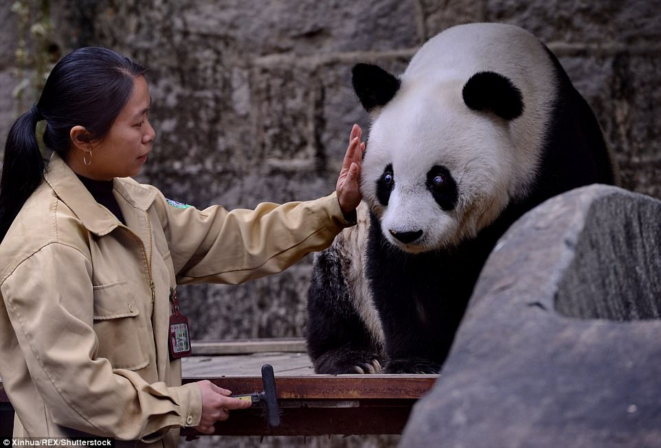 Basi's body is set to be kept in a museum being built in her honour, according to Chen Yucun, the director of the centre. Pictured, a breeder stroked Basi in 2015 as the bear celebrated her 35th birthday at the centre in Fuzhou