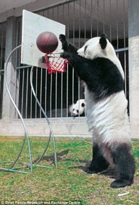 44432d0000000578-4882778-basi_was_trained_to_perform_various_sports_stunts_including_lift-a-40_1505380155056 Basi was trained to perform various sports stunts, including lifting weights and shooting hoops, in 1980s