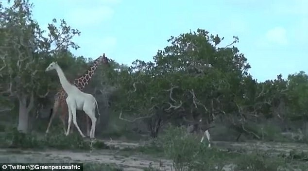 They were filmed by conservationists after locals tipped them off