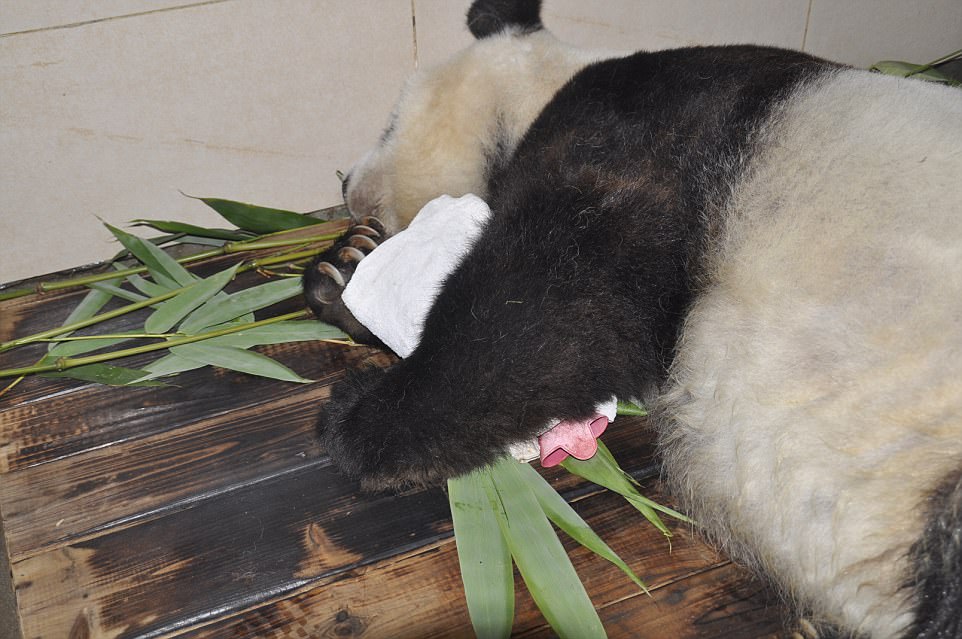 Basi was given bamboo and a hot water bottle as 'she tried to fight off illness with extreme tenacity', said her care Mr Chen