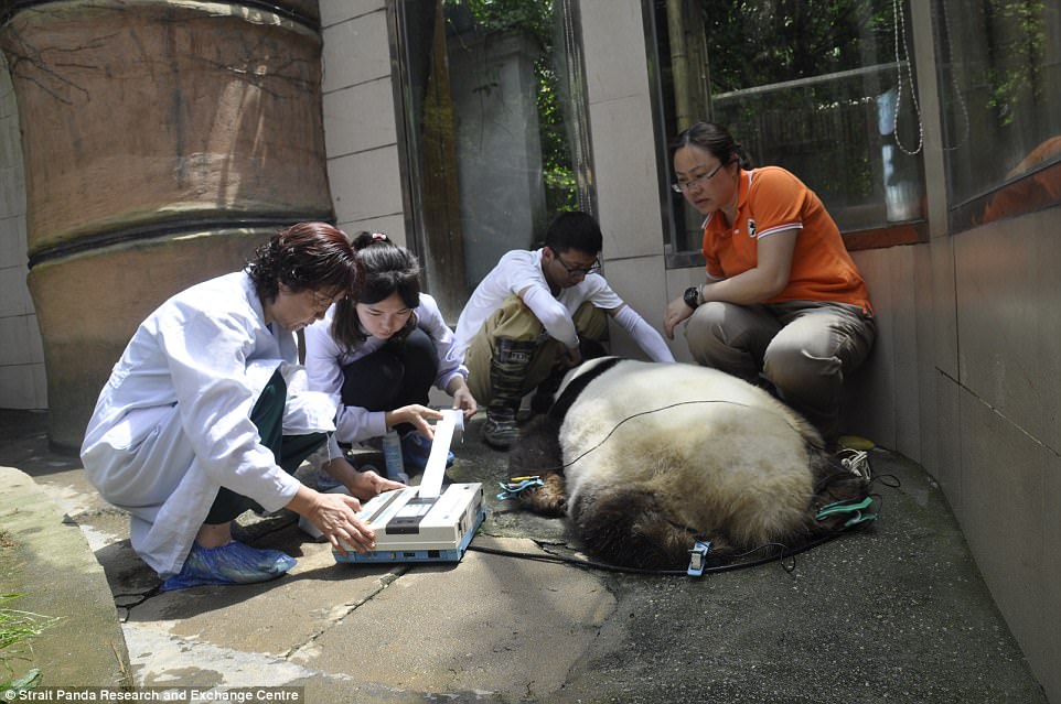 44437fc400000578-4882778-a_top_medical_team_pictured_was_formed_by_the_fuzhou_authority_i-a-44_1505380362399 A top medical team (pictured) was formed by the Fuzhou authority in a bid to treat and save Basi after she became ill in June