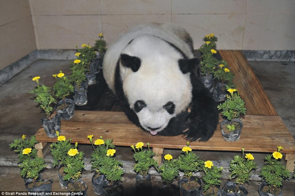 44437fec00000578-4882778-staff_at_the_strait_panda_research_and_exchange_centre_put_flowe-a-45_1505381280289 Staff at the Strait Panda Research and Exchange Centre put flowers around Basi's body after the panda passed away. The bear's body would be kept in the Basi Museum, which is being constructed to commemorate the panda