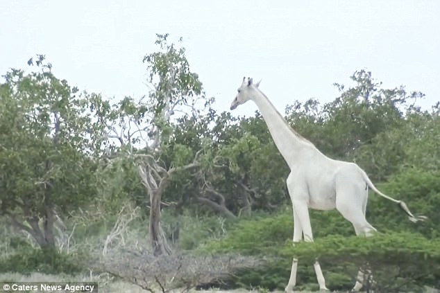 The white giraffe appeared to be unaffected by the tourists nearby 