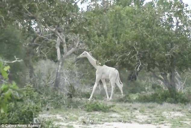 A little wander around the Ishaqbini Hirola Conservancy in Kenya. The giraffes suffer from a genetic condition called leucism, which prevents pigmentation in skin cells 