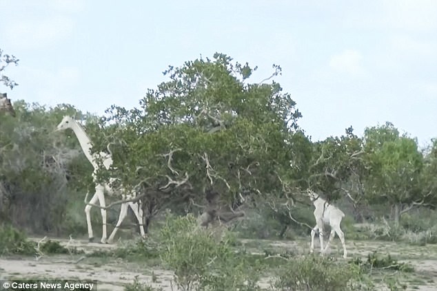 Like mother, like child: The two giraffes carry on as normal