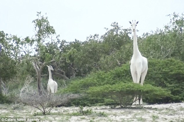 Pose: The rare pair stood out among the green bushes 