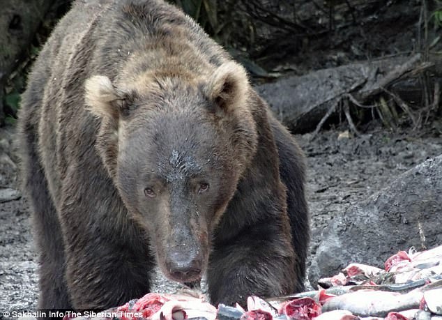 The men then decided to dump its body along with other fish parts at a feeding site for brown bears on the island of Iturup