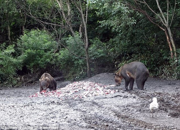 Islanders use the feeding site as a way to keep the bears away from their village, but short supplies this year means the bears have largely gone hungry