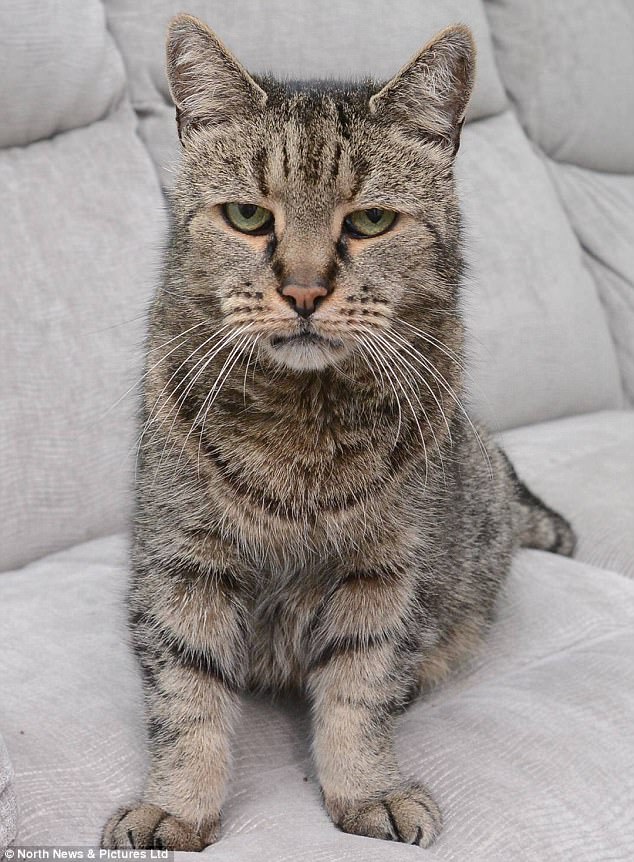 Until his death, Nutmeg (above), 32, was thought to be the oldest cat in the world, taking the crown of 26-year-old Corduroy, the Guinness World Record holder