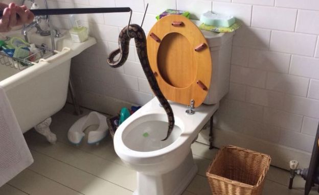 97658753_snake ثعبان