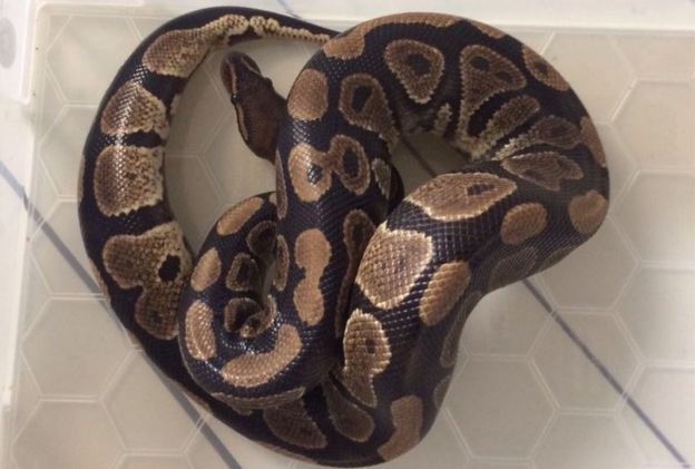 97658755_snake1 ثعبان