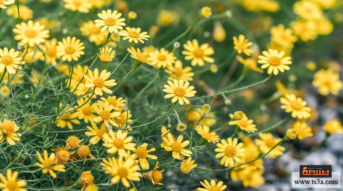 d8a3d985-d8a7d984d8acd984d8a7d8acd984-d8b9d984d8a7d8ac-d985d8aad984d8a7d8b2d985d8a9-d8a7d984d8a3d98ad8b6-d8a8d8b9d8b4d8a8d8a9-d8a3d985-d8a7d984d8acd984d8a7d8acd984 أم الجلاجل علاج متلازمة الأيض بعشبة أم الجلاجل