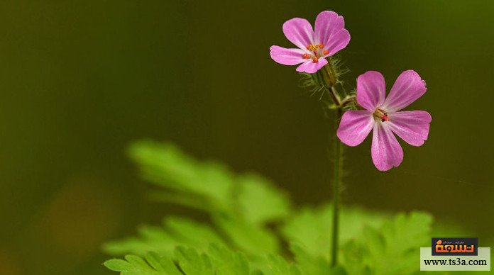 d8a5d8a8d8b1d8a9-d8a7d984d8b1d8a7d8b9d98a-d986d8a8d8aad8a9-d8a5d8a8d8b1d8a9-d8a7d984d8b1d8a7d8b9d98a-d984d984d8b9d8b1d982 إبرة الراعي نبتة إبرة الراعي للعرق