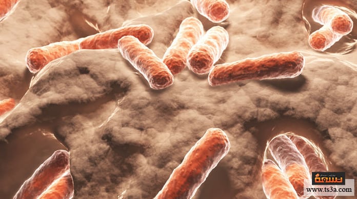 البكتيريا المفيدة البكتيريا المفيدة للمناعة