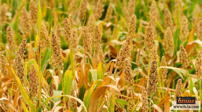 d8a7d984d8b0d8b1d8a9-d8a7d984d8a8d98ad8b6d8a7d8a1-d981d988d8a7d8a6d8af-d8a7d984d8b0d8b1d8a9-d8a7d984d8a8d98ad8b6d8a7d8a1-d984d984d8b7d98ad988d8b1 الذرة البيضاء فوائد الذرة البيضاء للطيور