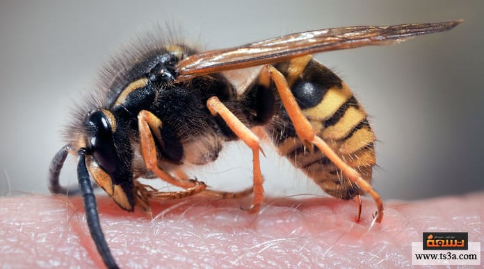 d8a7d984d981d8acd984-d8a7d984d8a3d8a8d98ad8b6-d8b9d984d8a7d8ac-d984d8afd8bad8a7d8aa-d8a7d984d8add8b4d8b1d8a7d8aa الفجل الأبيض علاج لدغات الحشرات