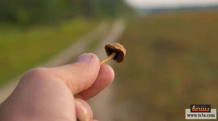 الفطر السحري أعراض أكل الفطر السحري