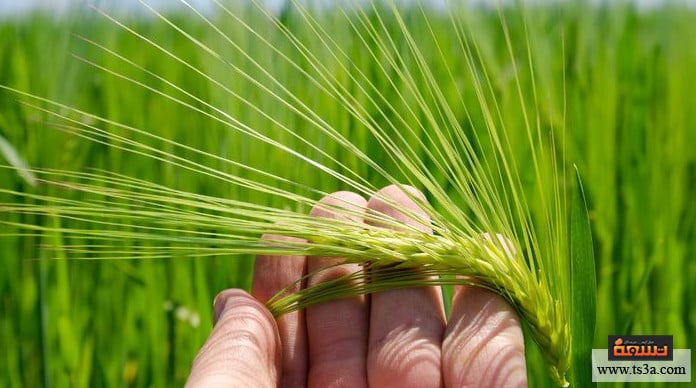 d8aed8a8d8b2-d8a7d984d8b4d8b9d98ad8b1-d981d988d8a7d8a6d8af-d8aed8a8d8b2-d8a7d984d8b4d8b9d98ad8b1 خبز الشعير فوائد خبز الشعير