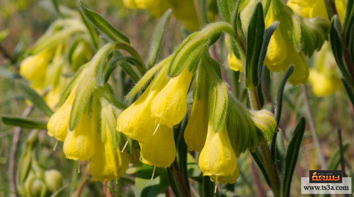 d8b3d8a7d982-d8a7d984d8add985d8a7d985-d8b7d8b1d98ad982d8a9-d8a7d8b3d8aad8aed8afd8a7d985-d8b9d8b4d8a8d8a9-d8b3d8a7d982-d8a7d984d8add985d8a7d985-d984d984d8b4d8b9d8b1 ساق الحمام طريقة استخدام عشبة ساق الحمام للشعر