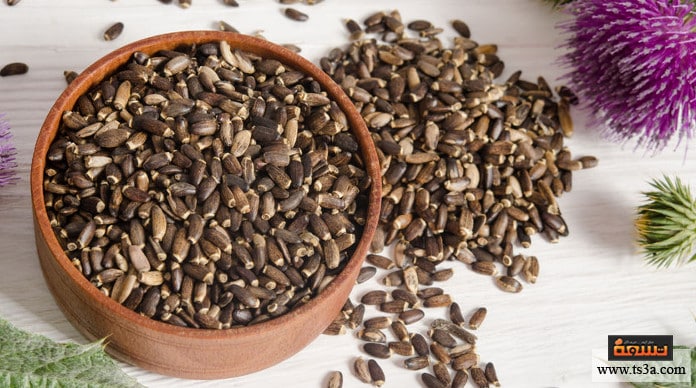 d8b4d988d983d8a9-d8a7d984d8acd985d984-d8b4d988d983d8a9-d8a7d984d8acd985d984-d984d984d983d8a8d8af شوكة الجمل شوكة الجمل للكبد