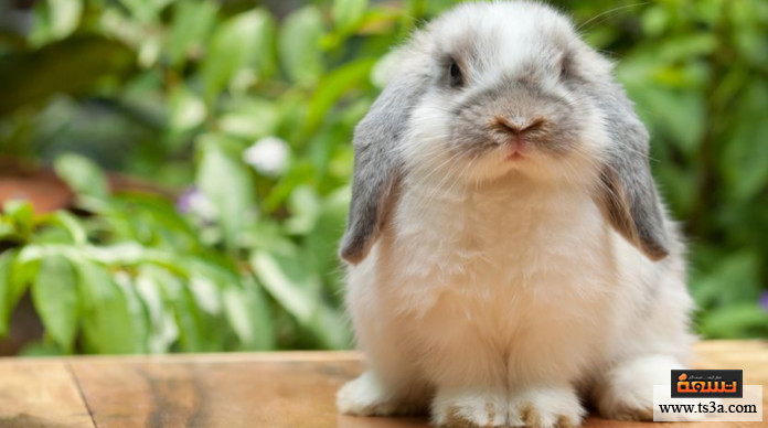 d8b9d8afd988d989-d8a7d984d8acd8b1d8a8-d8b9d8afd988d989-d8a7d984d8acd8b1d8a8-d985d986-d8a7d984d8a3d8b1d8a7d986d8a8 عدوى الجرب عدوى الجرب من الأرانب