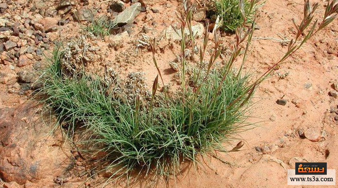 d8b9d8b4d8a8d8a9-d8a7d984d8add984d981d8a7-d8a8d8b1-d8aad8add8b6d98ad8b1-d8b4d8b1d8a7d8a8-d8a7d984d8add984d981d8a7-d8a8d8b1 عشبة الحلفا بر تحضير شراب الحلفا بر