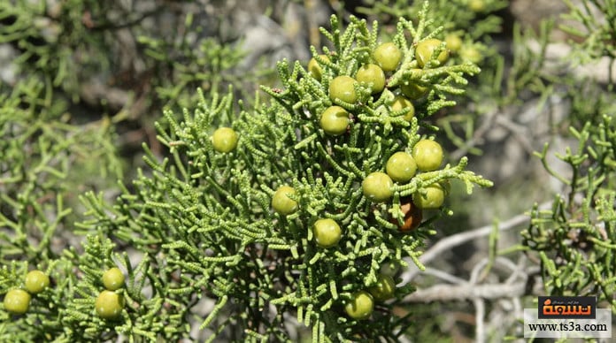 d8b9d8b4d8a8d8a9-d8a7d984d8b3d986d8aad8b1d98ad8b3-d8b9d8b4d8a8d8a9-d8a7d984d8b3d986d8aad8b1d98ad8b3-d984d984d8aad986d8add98ad981 عشبة السنتريس عشبة السنتريس للتنحيف