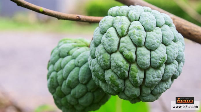 فاكهة القشطة فاكهة القشطة للشعر