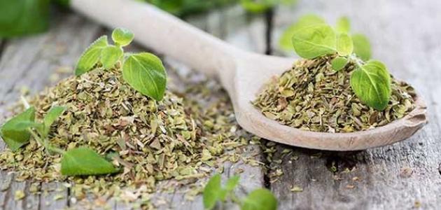 فوائد البردقوش لتنظيم الهرمونات: فوائد مزعومة أم صحيحة علميًّا؟