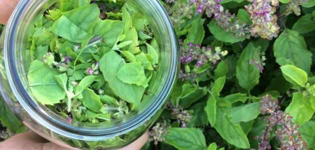 فوائد التولسي لموازنة الهرمونات: فوائد مزعومة أم صحيحة علميًّا؟