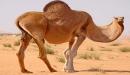 فوائد شحم الجمل للجنس: فوائد مزعومة أم صحيحة علميًّا؟
