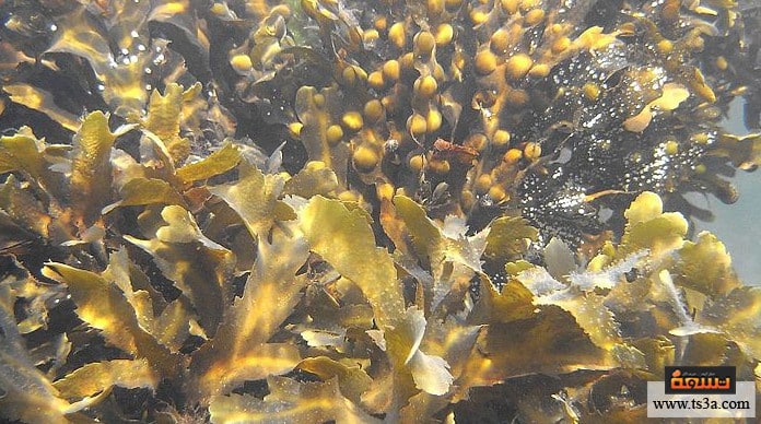 d983d986d8a7d981d8a9-d8a7d984d8a8d8add8b1-d985d986d8a7d981d8b9-d986d8a8d8aad8a9-d983d986d8a7d981d8a9-d8a7d984d8a8d8add8b1 كنافة البحر منافع نبتة كنافة البحر