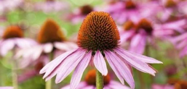 هل يوجد علاج لتورم الغدة الزعترية بالأعشاب: وما رأي العلم؟