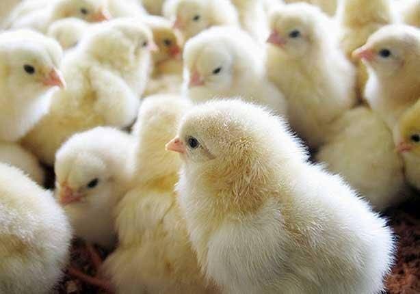 images-8-4-1500x9999-c-1500x9999-c دفتر شروط لتنظيم شعبة تربية الدواجن قريبا