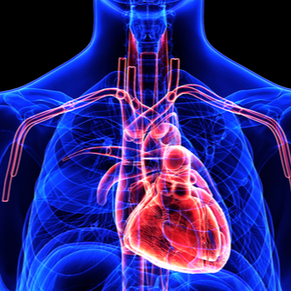 تحسن وظيفة الدورة الدموية تحسن وظيفة الدورة الدموية