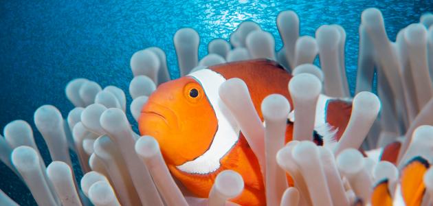 أغلى أنواع السمك أغلى أنواع السمك