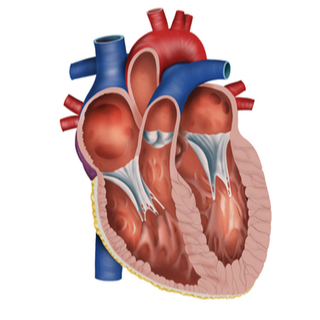 تشريح القلب تشريح القلب