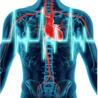 كيف يعمل قلب الانسان؟ كيف يعمل قلب الانسان؟