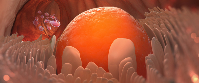 tbl_articles_article_26681_3297a458ee1-12c5-4f7b-ae26-526c6aaa2c52 البويضة الفارغة: حالة تسبب تكوّن كيس حمل فارغ