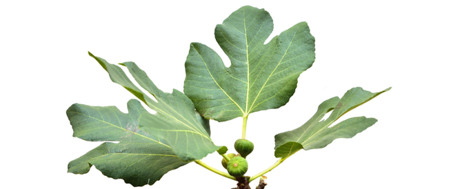 tbl_articles_article_27215_6217abaef61-1a46-49fd-bf69-7c77aa03ae2a فوائد ورق التين للتنحيف: حقيقة أم خرافة؟