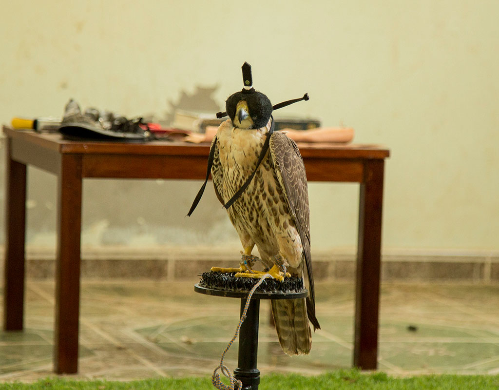 the-falconer-10 - Action Films Oman