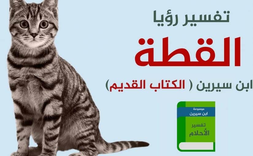 رؤية القطط البيضاء في المنام لابن سيرين