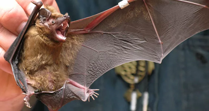 رنين الخفافيش الطائرة في محطة تجمع الطيور رنين الخفافيش الطائرة في محطة تجمع الطيور