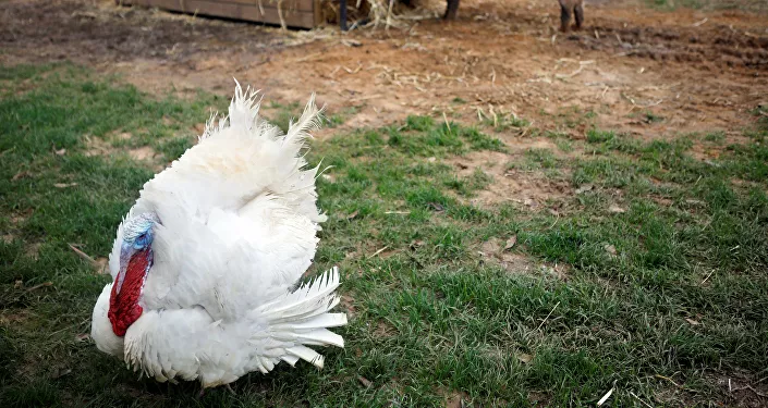 ديك رومي ديك رومي