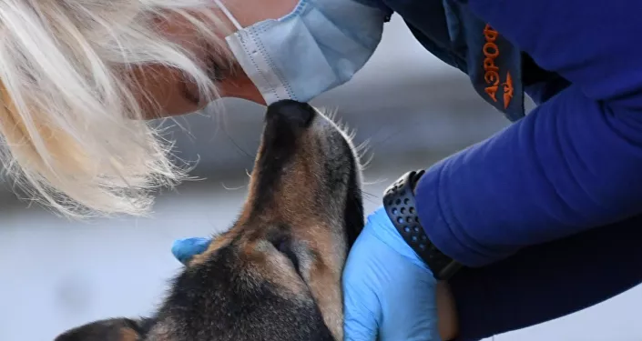 أخصائية الكلاب مع أحد كلاب الخدمة من سلالة سوليموف في قسم كلاب الشرطة في شركة الخطوط الجوية أيروفلوت في مطار شيريميتيفو، موسكو 2 أكتوبر 2020 أخصائية الكلاب مع أحد كلاب الخدمة من سلالة سوليموف في قسم كلاب الشرطة في شركة الخطوط الجوية أيروفلوت في مطار شيريميتيفو، موسكو 2 أكتوبر 2020