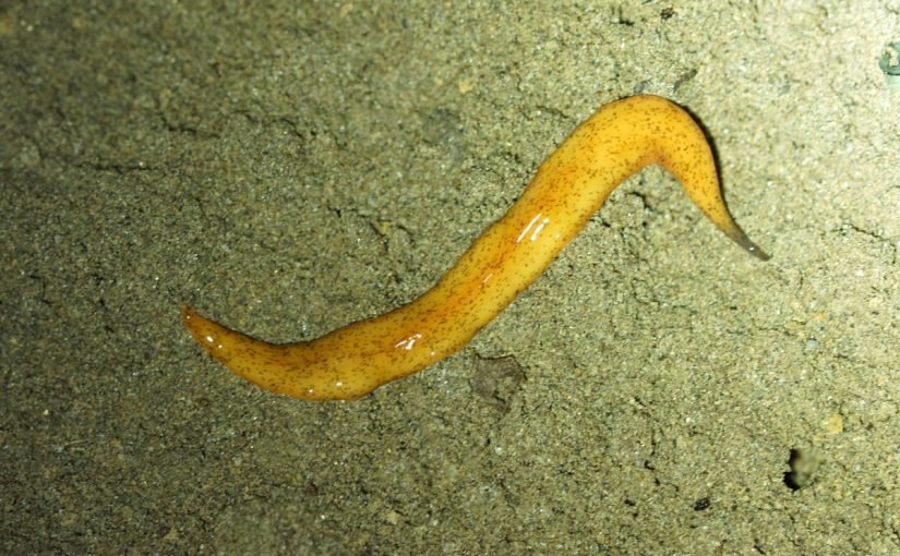 1200-480005100-yellow-planarian-825x510-2 الخصائص التالية تنطبق على أجسام الديدان المفلطحة