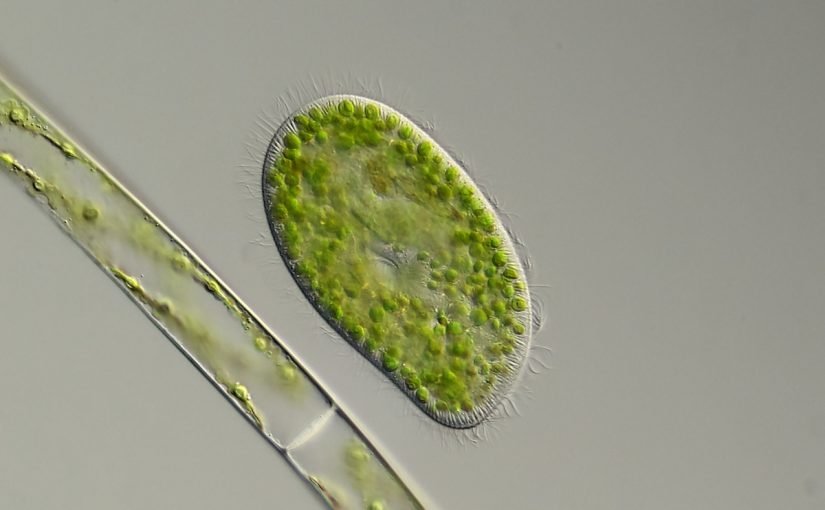 1668-94d6c2e2-large-825x510-2 البراميسيوم من اي مملكه