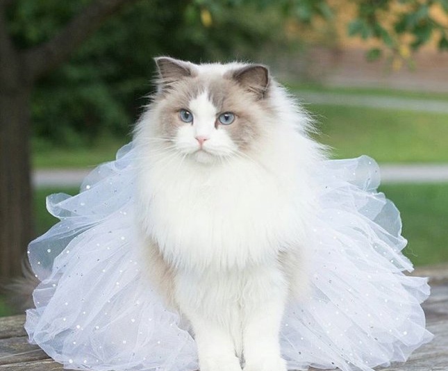 اجمل قطة في الكون