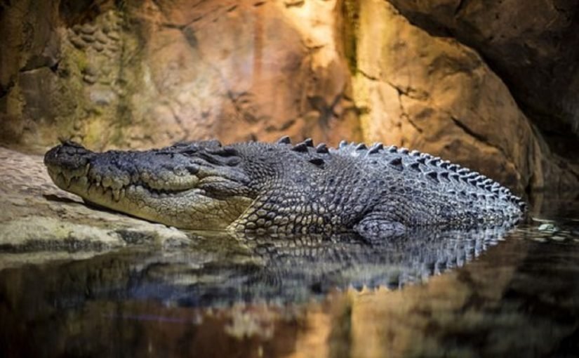 تفسير التمساح في المنام